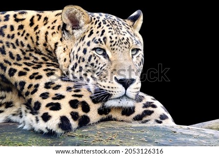 Leopard Tiger closeup, isolated on Black background