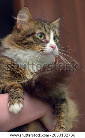 brown and white beautiful cat in her arms close up