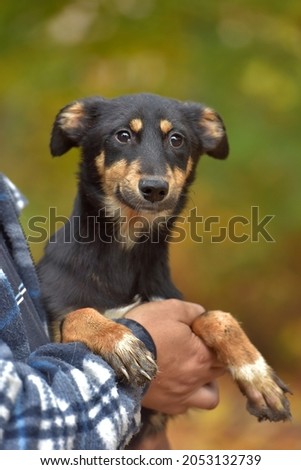 brown small dog in arms, mongrel in an animal shelter