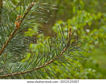 Detail of a pine tree with young cone flowers and long green needeles in springtime in Turnhoutse vennen nature reserve - pinus 