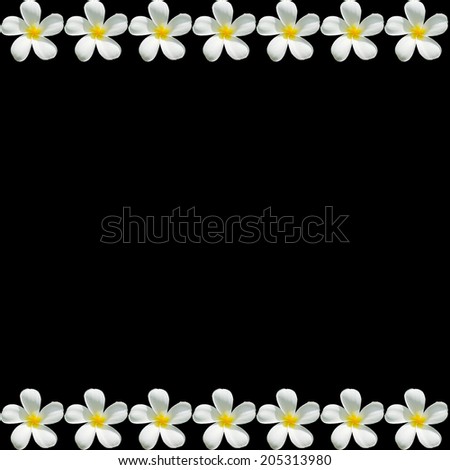 background of Frangipani flower 