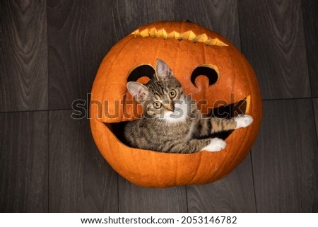 Halloween kitty pumpkin jack-o-lantern on brown wood floor background.