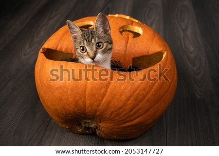 Portrait of cute little kitten sitting in big orange halloween pumpkin. 