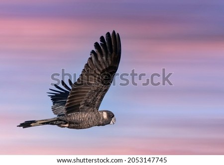 The Short-billed Black Cockatoo (Calyptorhynchus latirostris) also known as Carnaby's Cockatoo or Carnaby's Black Cockatoo is a large black cockatoo endemic to south-western Australia and threatened b Royalty-Free Stock Photo #2053147745
