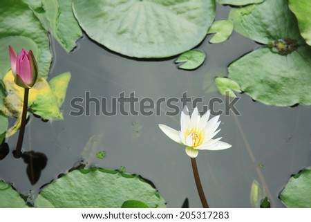 An Image of Tropical Water Lily