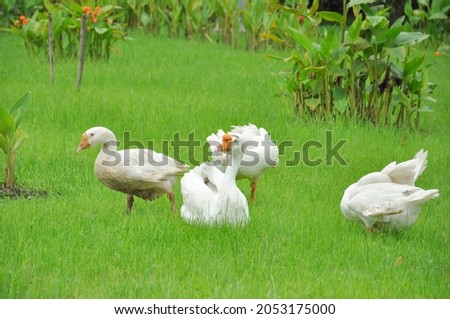 white geese in a green lawn,soft focus 