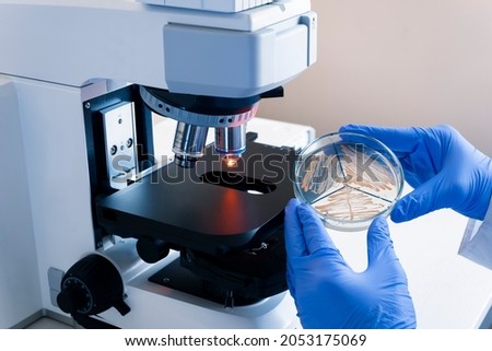 The scientist holds a petri dish in front of him with colonies of yeast bacteria, next to a large microscope, to study the bacteria under a microscope magnification. Royalty-Free Stock Photo #2053175069