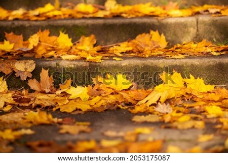 Autumn picture. Autumn. The steps are covered with bright fallen leaves, close-up. Wallpaper