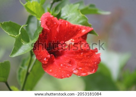 The beautiful red Hibiscus rosa-sinensis L flower with the rest of the raindrops looks fresh