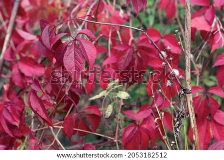 Red autumn leaves of a bush outdoors in september