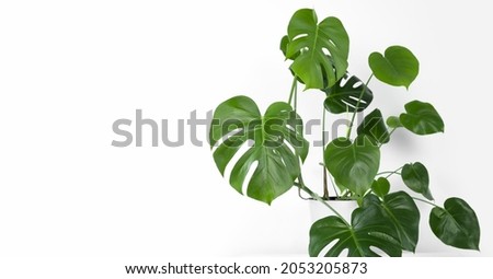 Beautiful monstera deliciosa or Swiss cheese plant in a modern white flower pot on a white background. Home gardening concept. Selective focus. Banner