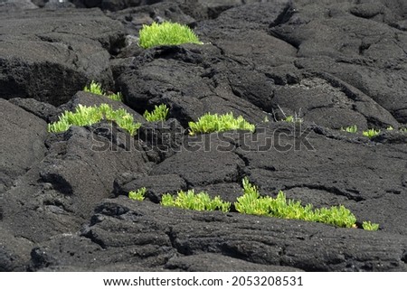 pico azores lava field by the sea detail close up