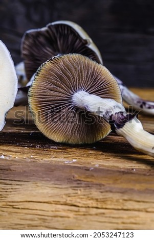 The Mexican magic mushroom is a psilocybe cubensis, a specie of psychedelic mushroom whose main active elements are psilocybin and psilocin - Mexican Psilocybe Cubensis. An adult mushroom raining 