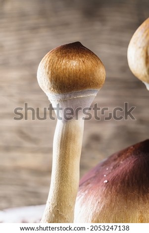 The Mexican magic mushroom is a psilocybe cubensis, a specie of psychedelic mushroom whose main active elements are psilocybin and psilocin - Mexican Psilocybe Cubensis. 