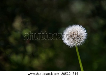 White dandelion on abstract background
