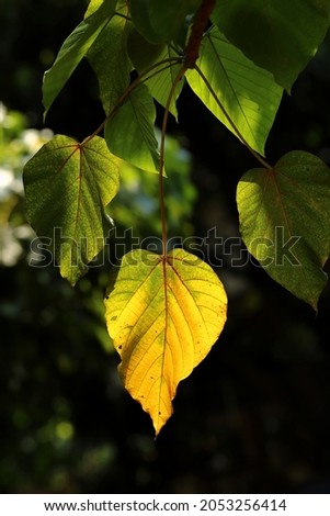 Backlighting on wilted leaf by morning sunlight