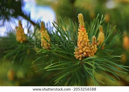 background pine branches needles texture