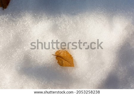 A yellow leaf in the snow. Textured top view of a shiny snow layer and a yellow-brown fallen leaf. The concept of the first snow, the end of autumn, the onset of frost. Natural background shadows