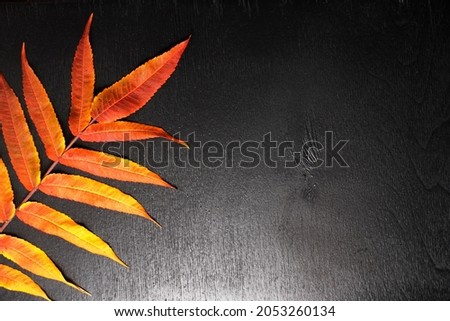 Yellow and orange colored autumn leaves on black wood background. Autumn background. Space for text.                              