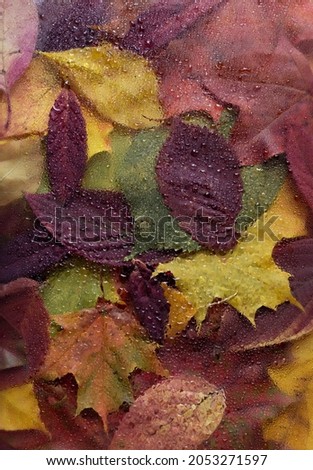 Autumn or Fall colorful leaves behind wet glass. Seasonal abstract composition	