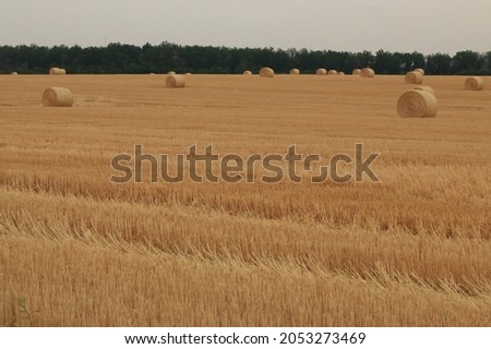 A haystack in a field against the background of a forest in summer