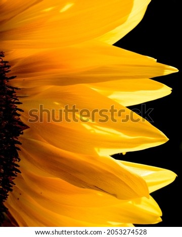 Sunlit yellow petals of sunflower on  black background