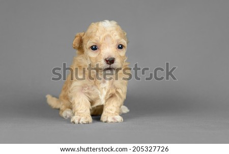 Cute pure breed bichon havenese puppy poses in a gray background