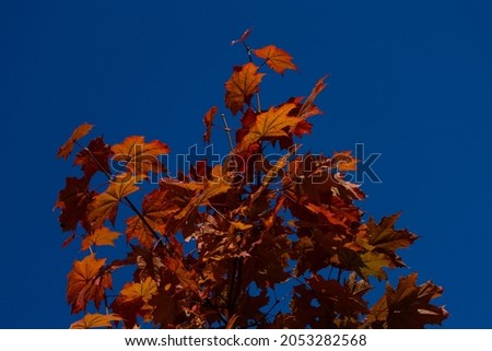 Autumn red and orange leaves of trees in sunlight against a blue sky background. Background for design.