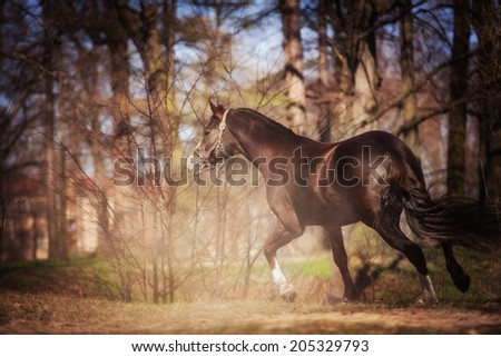 horse on nature. Portrait of a horse