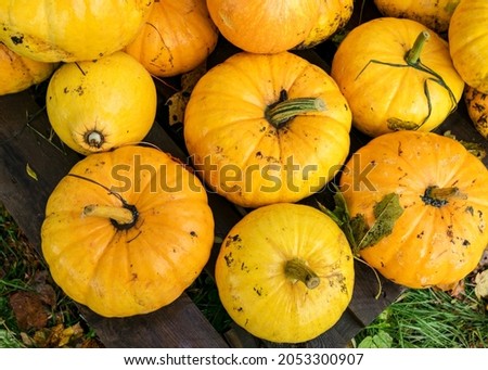 bright picture with yellow and orange pumpkins, pumpkin stack on wooden boards, pumpkin close-up, autumn harvest time, preparing for Halloween