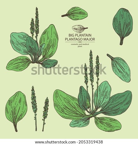 Collection of large plantain: large plantain plant and leaves. Plantago major. Cosmetic and medical plant. Vector hand drawn illustration Royalty-Free Stock Photo #2053319438