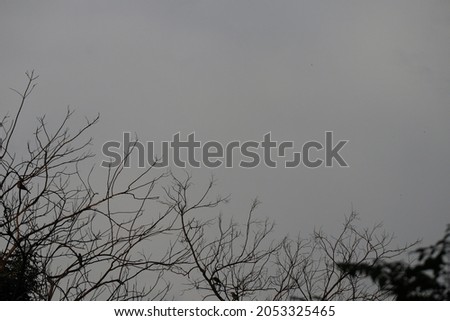 Dark branch shadows in a tropical forest. Selectable focus. nature background halloween concept