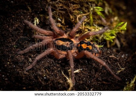 Pumpkin patch tarantula hapalopus formosus