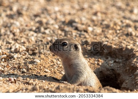 Round tailed ground squirrel, Xerospermophilus tereticaudus poking her head out of her burrow . An adorable species of wildlife native to the Sonoran Desert and the American Southwest. Pima County, AZ