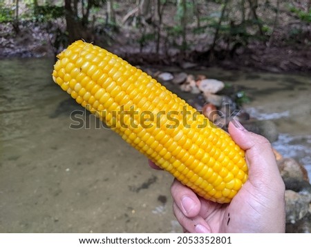 Picture of sweet corn ready to eat