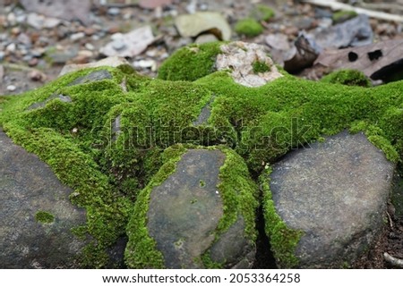 natural frame from moss botanically Mosses are mosses or non-vascular plants Royalty-Free Stock Photo #2053364258