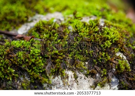 green moss after rain in autumn