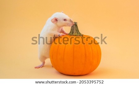 Cute white rat with pumpkin, happy Halloween greeting card design