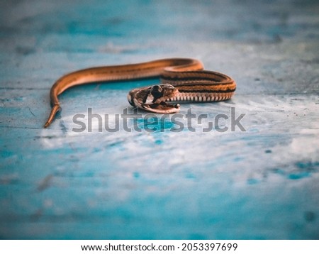 portrait of a nearly dead snake cub