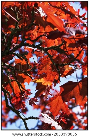 Maple Leaves in Autumn, with the clear blue sky behind