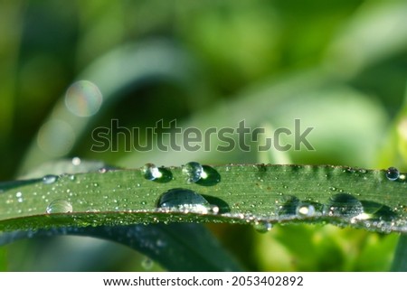 Clear water drops on leaves in rainy season, leaf in garden with water drops