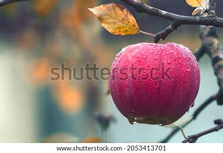 Malus. A genus of trees and shrubs of the family Rosaceae. Common apple in autumn, wet fruit.