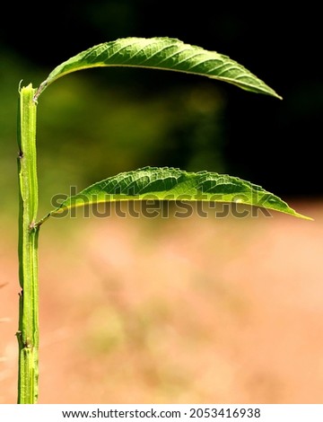 Letter art alphabet art. Pictures of letters in nature and architecture. Create photos of alphabet letters. Photographs of the letter F