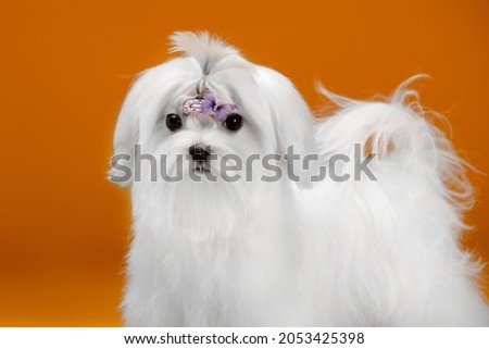 Small white dog of breed maltese in a photo studio