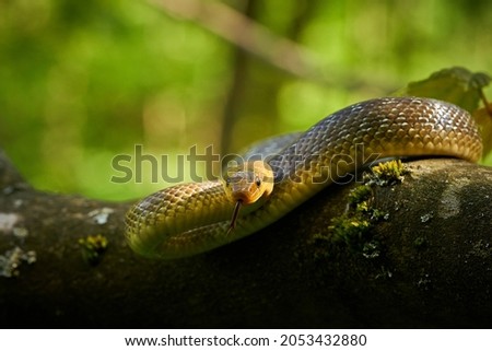 Aesculapean Snake (Zamenis longissimus) Wildlife scene from nature. Animal in the nature habitat. Aesculapean snake on a tree. Snake on the branch.
