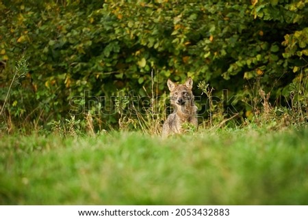 Wolf in the nature habitat. Europe wildlife. Wolf from Poland. Dangerous animal in nature forest and meadow habitat. lose-up detail portrait.
