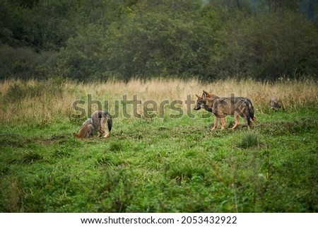 Four wolves - Canis lupus hidden in a meadow. Wildlife scene from Poland nature. Dangerous animal in nature forest and meadow habitat. Gray wolf fight together in the morning light.  