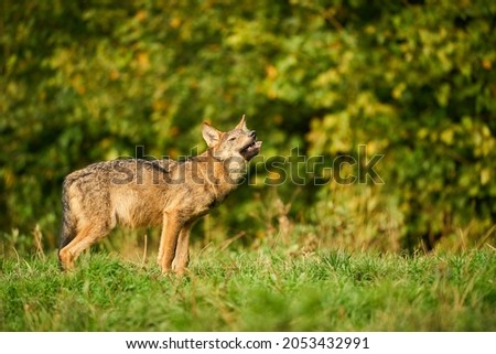 Wolf in the nature habitat. Europe wildlife. Wolf from Poland. Dangerous animal in nature forest and meadow habitat. lose-up detail portrait.                                