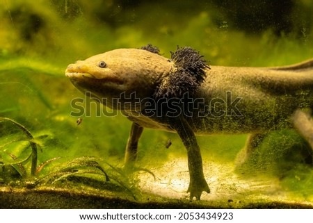 Dumeril's Salamander in the water 