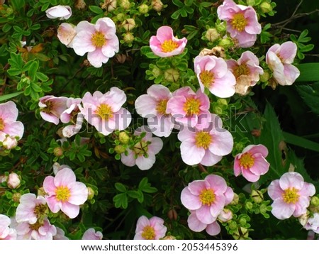 Pink Shrubby cinquefoil (Pentaphylloides fruticosa) 'Princess' blooms in the garden in September. Royalty-Free Stock Photo #2053445396